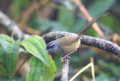 Hill Prinia